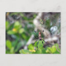 Zoek naar spinnen briefkaarten Web