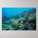 Zoek naar onderwater zwemmen posters Dieren