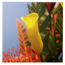 Recherche de zantedeschia jaune Lis