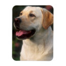 Recherche de domestiqué magnets Mignon