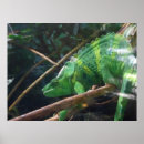 Recherche de lézard posters Nature