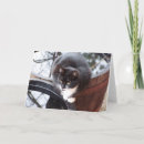 Recherche de tuxedo cat Kitten