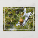 Recherche de poires cartes postales Arbre