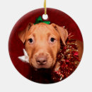 Recherche de chiot de pitbull ornements Amoureux des chiens