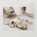 Recherche de arlequin cartes postales Animaux domestiques