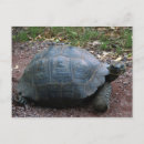 Recherche de tortue géante cartes postales Galapagos