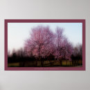 Zoek naar perzikboom posters Roze