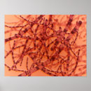 Recherche de microscoop posters Biologie