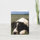 Recherche de rassemblement des chiens vœux cartes Border collie