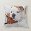 Recherche de bouledogue anglais coussins Chiot