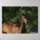 Recherche de cheval tête posters Quart de cheval