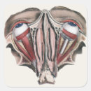 Zoek naar menselijke anatomie stickers Biologie