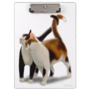 Recherche de moggy Chat blanc noir