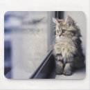 Recherche de chat persan tapis souris Animaux familiers