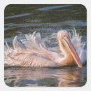 Recherche de pelican autocollants Plumes