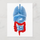 Recherche de organes internes cartes postales Rate