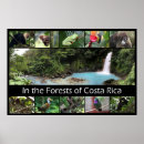 Recherche de scènes tropicales posters Forêt