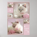 Zoek naar ragdoll cat kunst Kitten