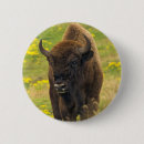 Recherche de bison de badges Animal