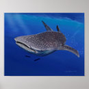 Recherche de requin baleine art Illustration
