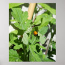 Recherche de coccinelle posters Jardin