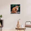 Zoek naar perzische kat posters Oranje