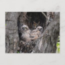 Recherche de de hibou cartes postales Enfants