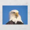 Recherche de aigle chauve cartes postales Oiseau national