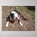 Recherche de chien endormi posters Chiens