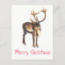 Recherche de caribou noël cartes postales Cerf