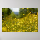 Recherche de gisement de fleur Champ
