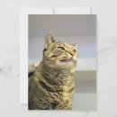 Recherche de chats tigrés invitations Félin