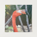 Recherche de long bec posters Animaux