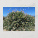 Zoek naar lupine briefkaarten Californië