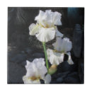 Recherche de iris carreaux Plante