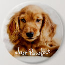 Recherche de chien de cocker badges Épagneul