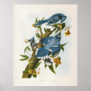 Recherche de audubon posters Antique