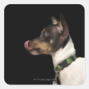 Zoek naar zwart witte honden stickers Fotografie