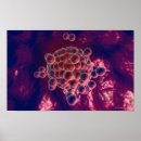 Recherche de embryon posters Côté