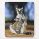 Recherche de lemur tapis souris Animal