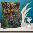 Recherche de visage plaques Faune