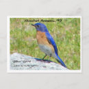 Recherche de oiseau bleu montagne cartes postales Oiseaux