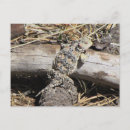 Recherche de corné cartes postales Lézard