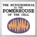 Recherche de mitochondrie posters Cellule