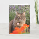 Recherche de écaille vœux cartes Chats