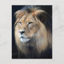 Recherche de roi lion cartes postales Jungle