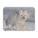 Recherche de plaine magnets Mammifère