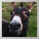 Recherche de ânes posters Imprimer