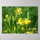 Recherche de jonquilles jaunes posters Fleurs
