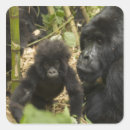 Recherche de gorille de montagne autocollants Diurne